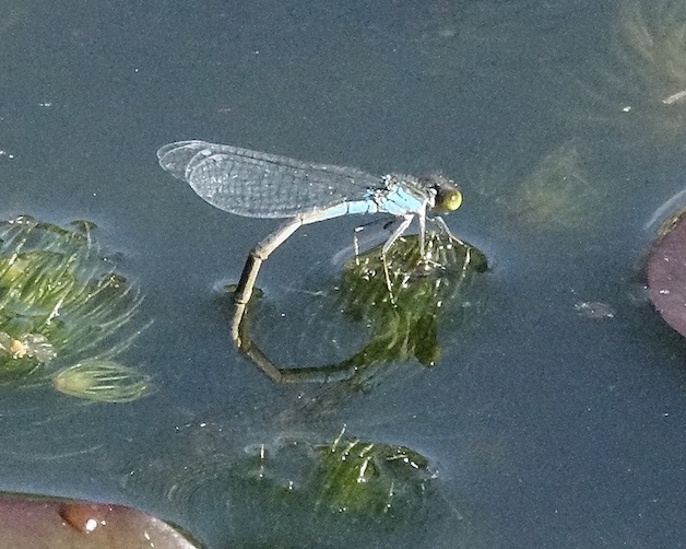 small red-eyed damselfly